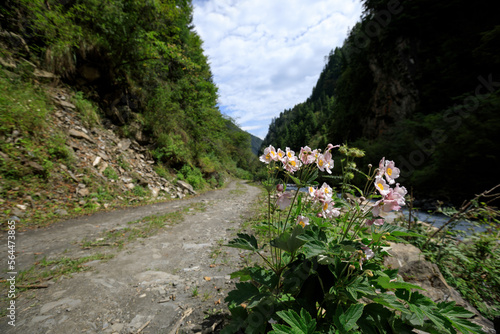 Landscape in the high altitude forest mountains photo