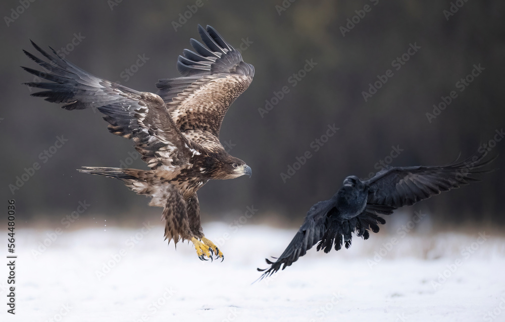 Obraz premium Sea eagle or white tailed eagle ( Haliaeetus albicilla) and raven ( Corvus corax )