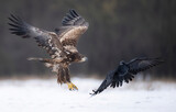 Sea eagle or white tailed eagle ( Haliaeetus albicilla) and raven ( Corvus corax )