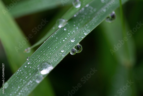 green grass with dewdrops in the morning close up