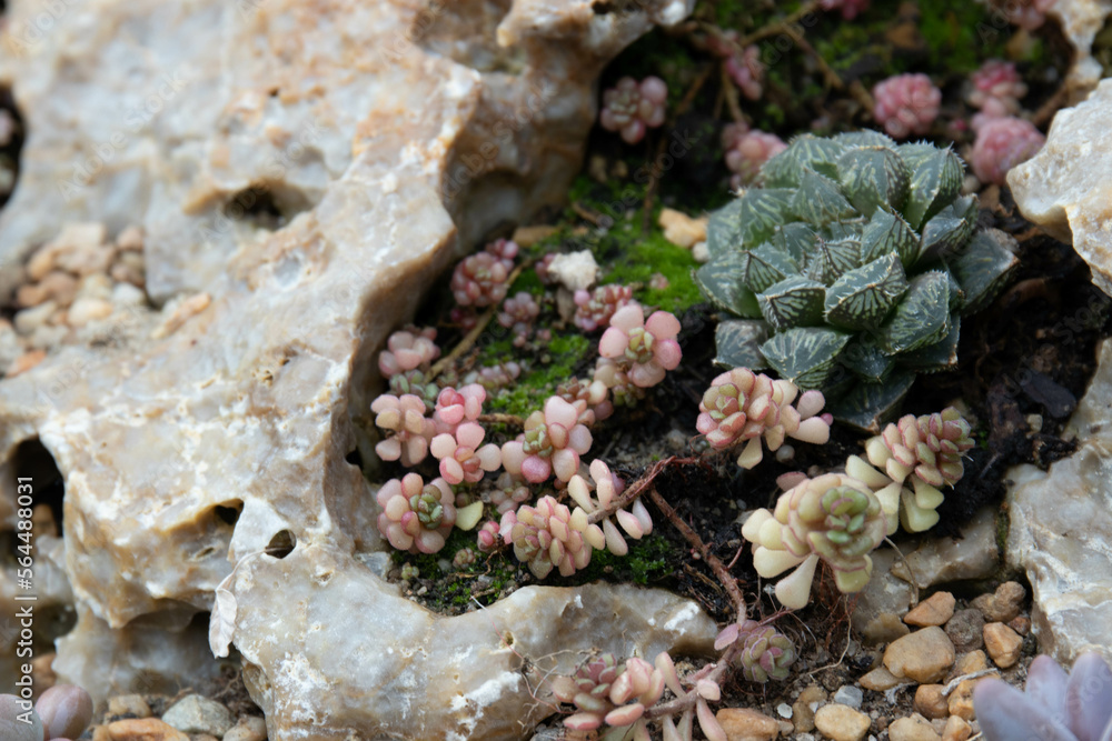 Close up Succulent design and planning for Modern Lifestyle Close up Succulent design and planning for Modern Lifestyle