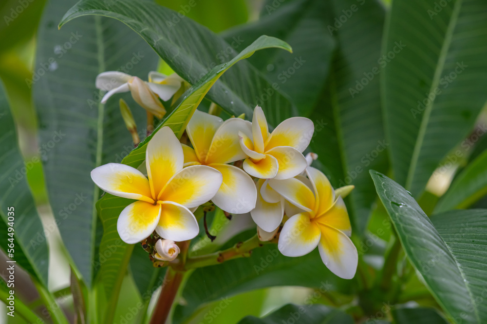 Fototapeta premium White and yellow frangipani flowers on the tree in light rain
