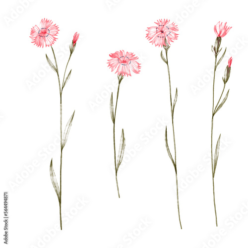 Fotografie watercolor drawing wild plants, Dianthus , the maiden pink flowers, hand drawn i
