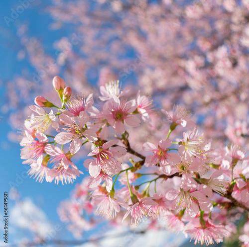 Thailand cherry blossoms in winter and sunshine