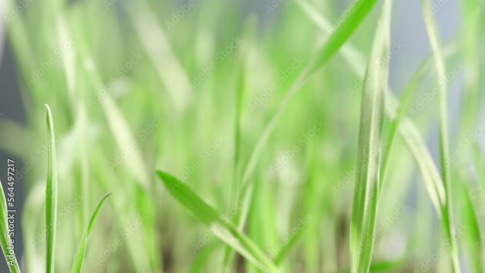 Natural texture in motion, lush wheat spikelets waving in wind. Natural texture in motion, lush wheat spikelets waving in wind.