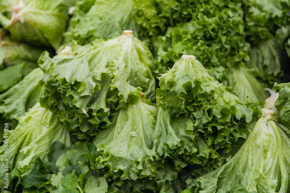 Close-up of a green plant for a background, green salad texture or background. Green leaves form a natural shape. Fresh raw lettuce from the garden Close-up of a green plant for a background, green salad texture or background. Green leaves form a natural shape. Fresh raw lettuce from the garden