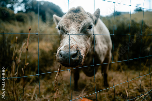 A cow's eye view. A cow in her paddock in Montville, Queensland, Australia