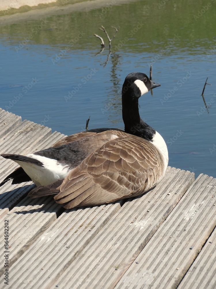 Obraz premium Bernache