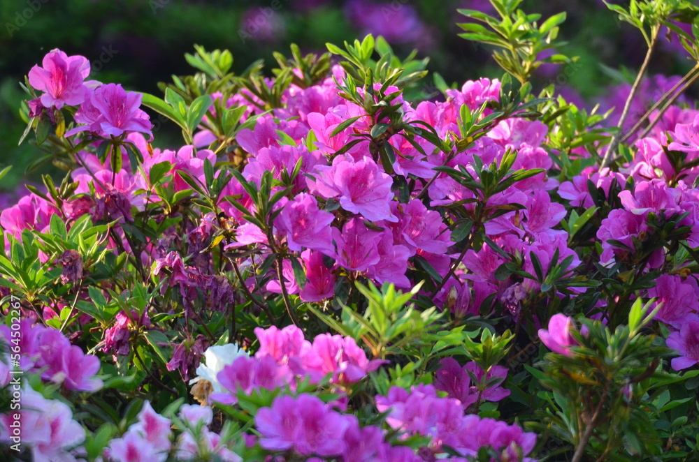 a blooming pink rhododendron flowers in a garden in spring