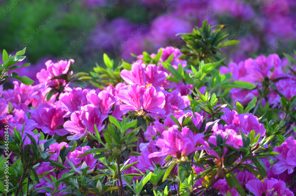 a blooming pink rhododendron flowers in a garden in spring a blooming pink rhododendron flowers in a garden in spring