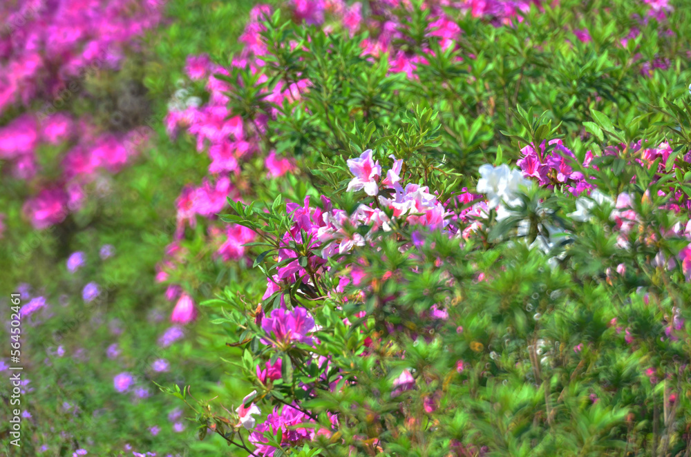 a blooming pink rhododendron flowers in a garden in spring a blooming pink rhododendron flowers in a garden in spring