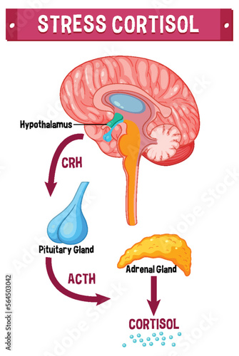 Stress cortisol system scheme