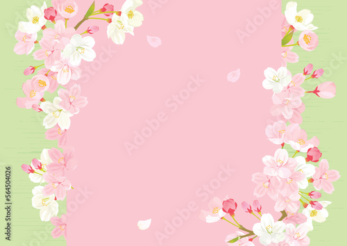桜　背景イラスト
