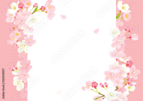 桜　背景イラスト