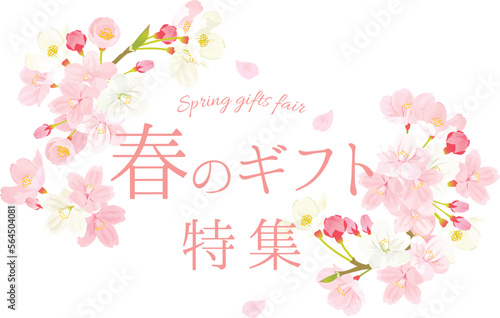 桜　春のギフト　イラスト