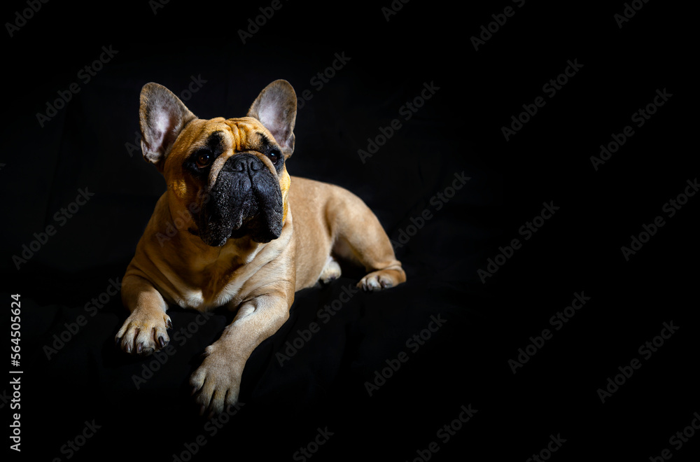The French bulldog is highlighted on a black background. Close-up. The French bulldog is highlighted on a black background. Close-up.