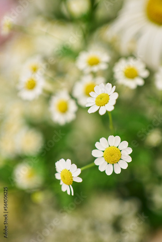 delicate white flowers. small daisies, delicate flowers. beautiful flower background in defocus