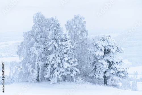 a grove out in the winter fields