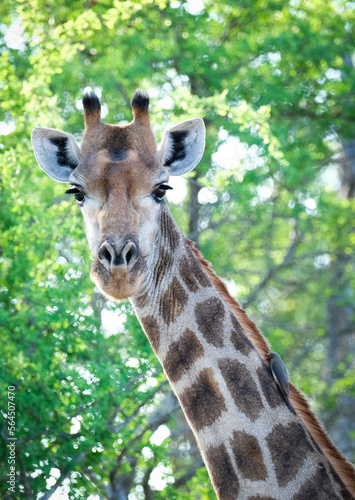 Giraffe © Africa Content