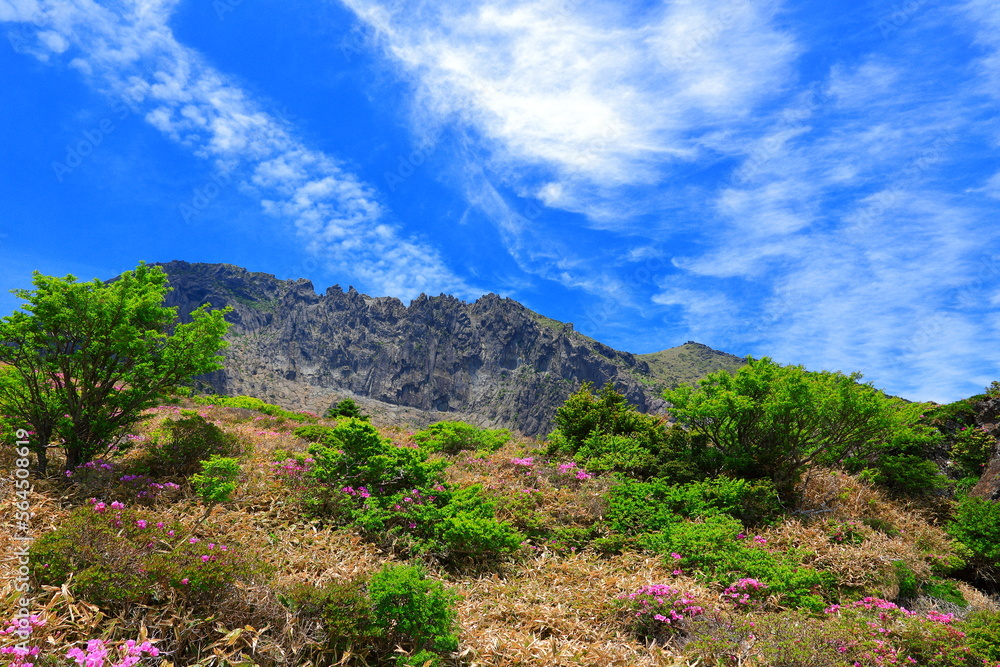 대한민국 제주도에 있는 한라산에 철쭉 꽃이 활짝 핀 
아름다운 봄 풍경이다.