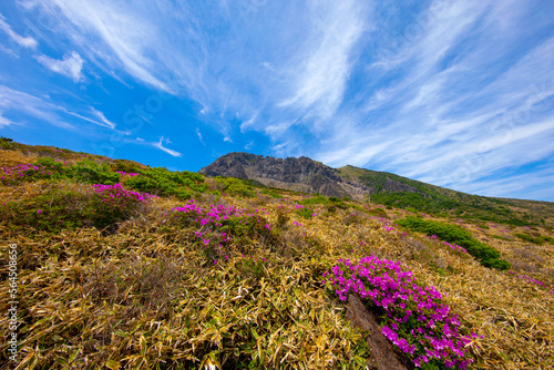 대한민국 제주도에 있는 한라산에 철쭉 꽃이 활짝 핀 아름다운 봄 풍경이다.