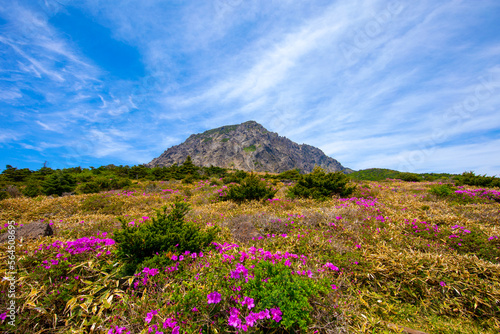 대한민국 제주도에 있는 한라산에 철쭉 꽃이 활짝 핀 아름다운 봄 풍경이다.