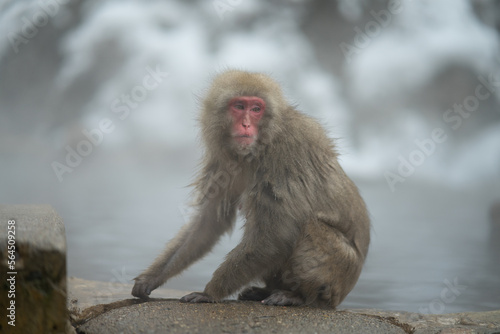 japanese macaque onsen snow © Bruce