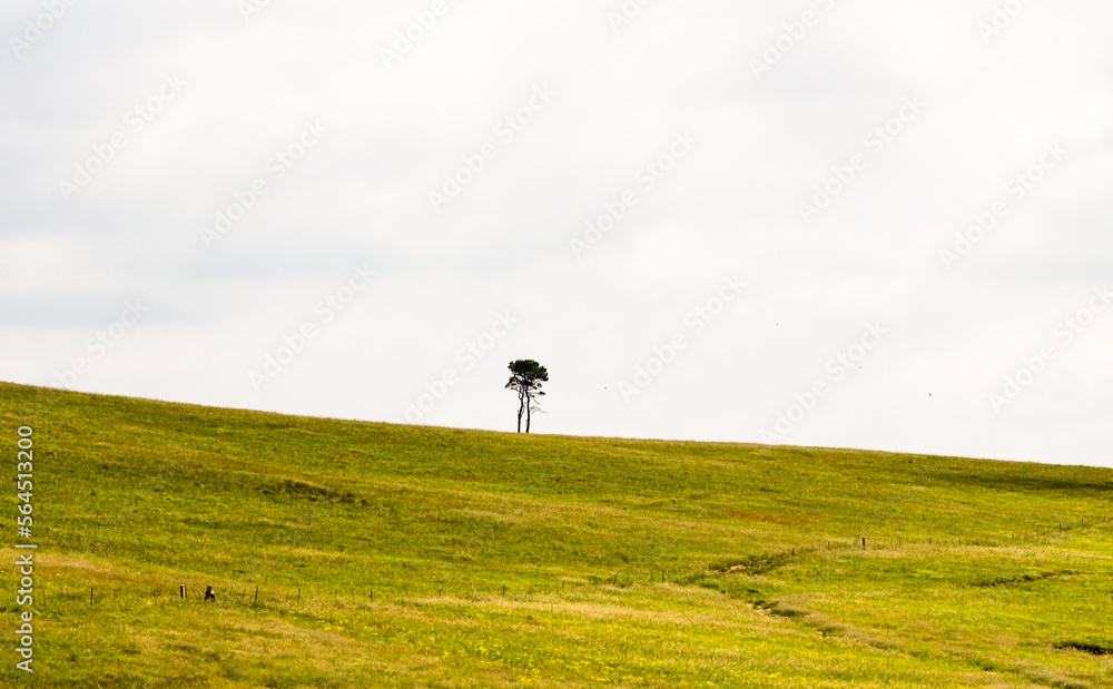 a single lone tree on a gently sloping hill surrounded by green grass field or meadow against a white cloudy sky landscape concept nature and outdoors environment