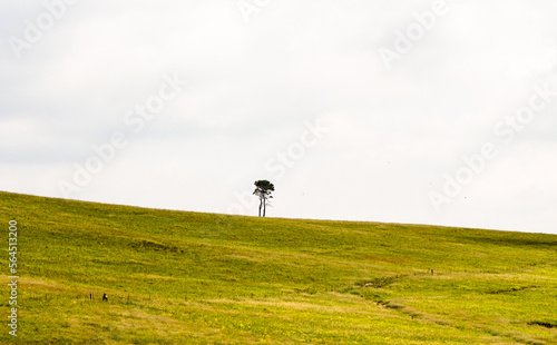 a single lone tree on a gently sloping hill surrounded by green grass field or meadow against a white cloudy sky landscape concept nature and outdoors environment