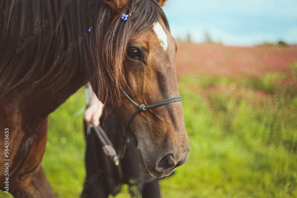 Obraz premium Close up horse with braided hair and decorating with flowers concept photo. Front view photography with blurred background. High quality picture for wallpaper, travel blog, magazine, article