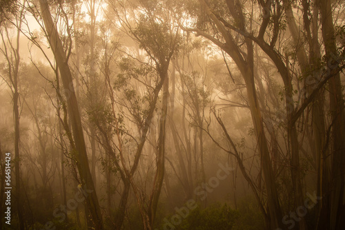 Clouds through the snowgums