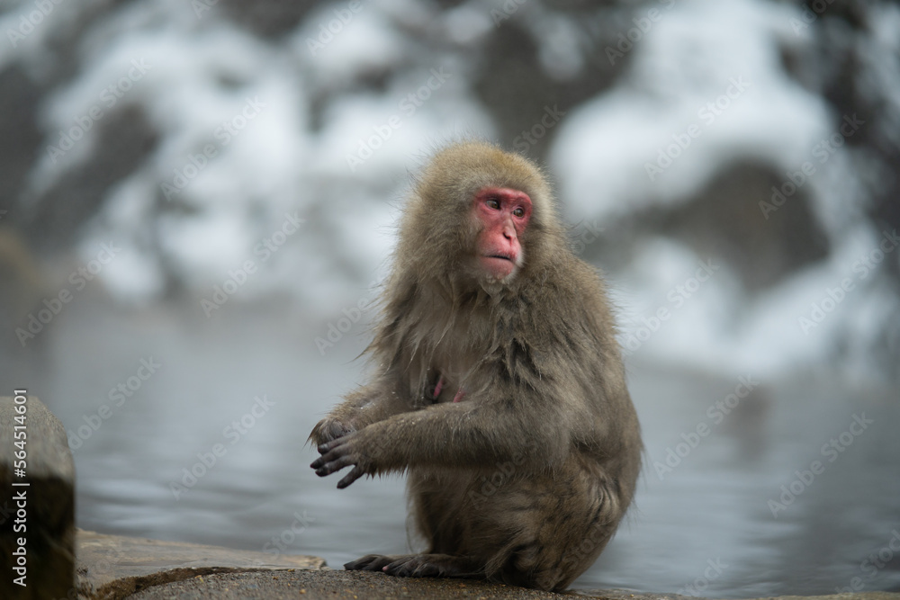 Naklejka premium portrait of a macaque