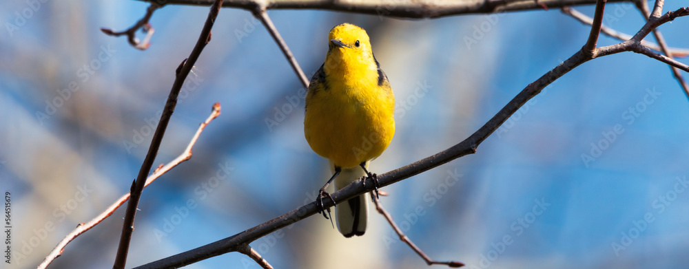 Western Yellow Wagtail The bird is sitting on a branch. Western Yellow Wagtail The bird is sitting on a branch.