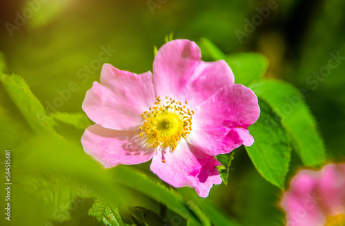 pink rosehip on a green natural background 