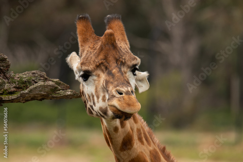 Canvas Print Giraffe head closeup