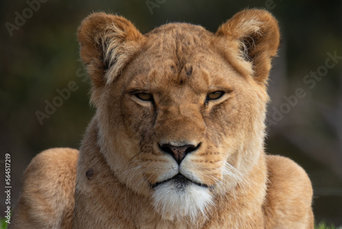 Lioness head closeup