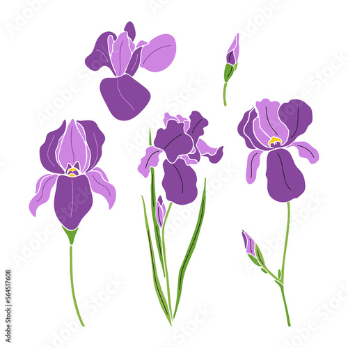 Hand drawn colorful iris flowers set