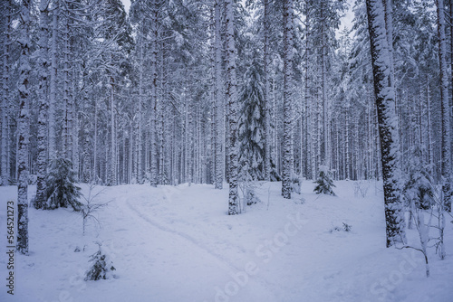 Snow covered pine forest in winter. Lahti, Finland