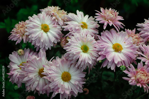 large group of pink chrysanthemum flower