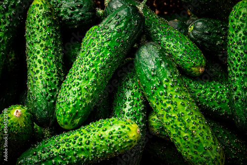 Ripe little cucumbers on the table. 