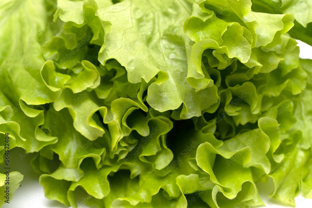 Green spinach on a white background is isolated Green spinach on a white background is isolated