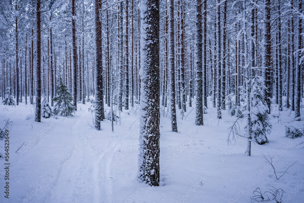 Snow covered pine forest in winter. Lahti, Finland Snow covered pine forest in winter. Lahti, Finland