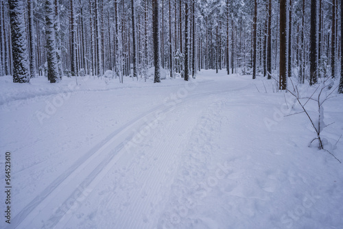 Cross country skiing tracks through snowy forest . Salpausselkä, Lahti, Finland