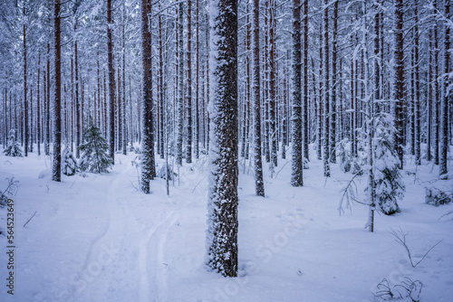 Snow covered pine forest in winter. Lahti, Finland © OKemppainen