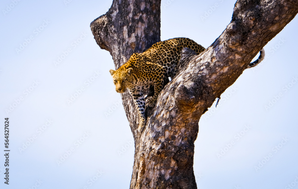 Leopard on the tree Leopard on the tree