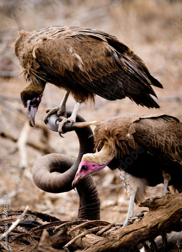 Hooded Vultures