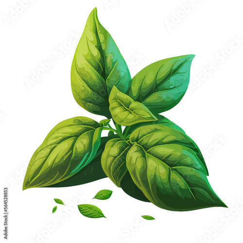 Green basil leaf. Isolated on background. Vector illustration