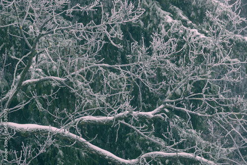 Frozen tree branches in winter time. Abstract winter background