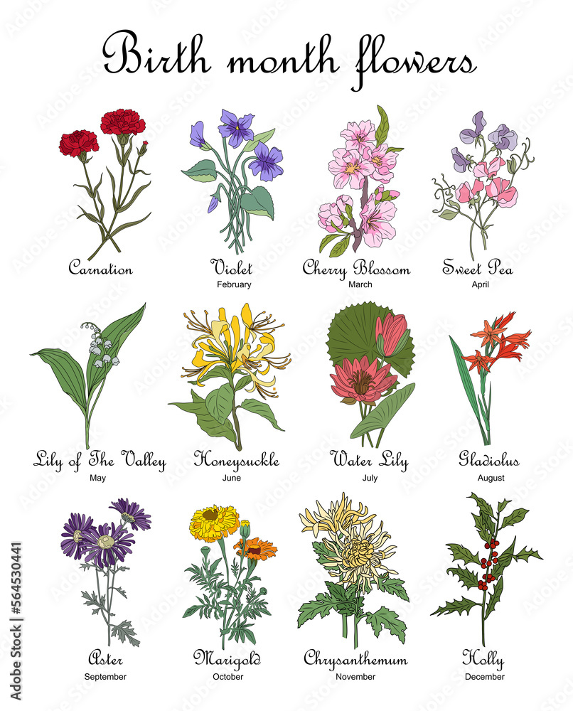 Set of Birth month flowers illustrations. Carnation, violet, cherry ...