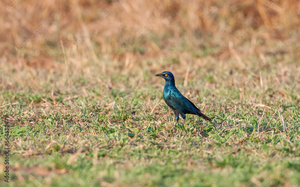 Obraz premium Cape starling (Lamprotornis nitens) or Cape bright starling, is a species of starling in the Sturnidae family. It is found in South Africa.